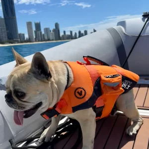 Jetpilot Venture Dog PFD