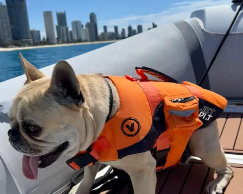 Jetpilot Venture Dog PFD